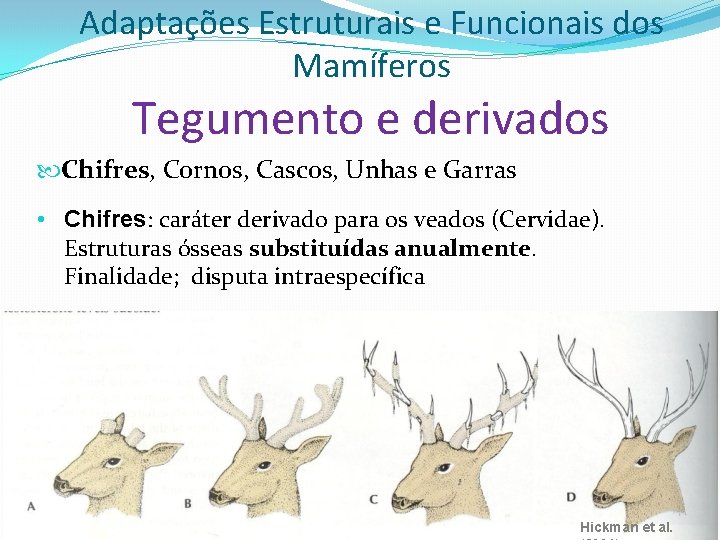 Adaptações Estruturais e Funcionais dos Mamíferos Tegumento e derivados Chifres, Cornos, Cascos, Unhas e