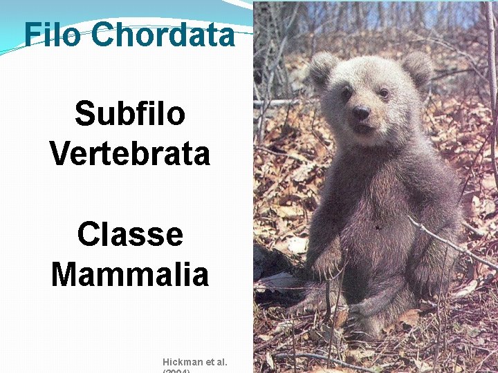 Filo Chordata Subfilo Vertebrata Classe Mammalia Hickman et al. 