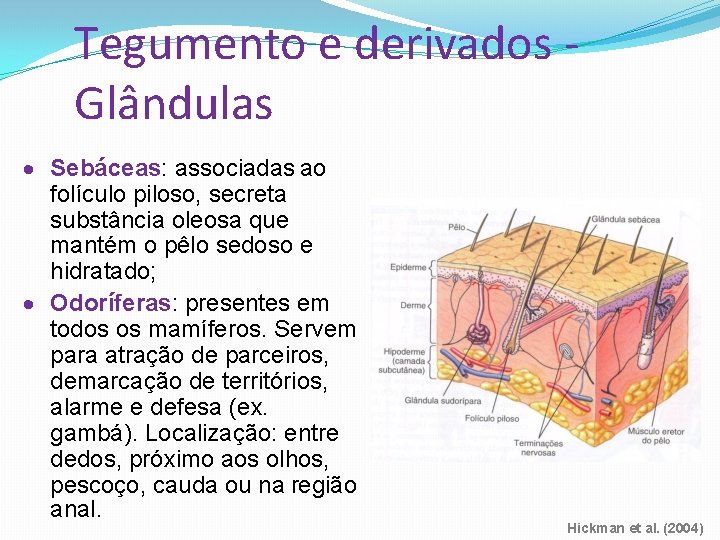 Tegumento e derivados Glândulas Sebáceas: associadas ao folículo piloso, secreta substância oleosa que mantém