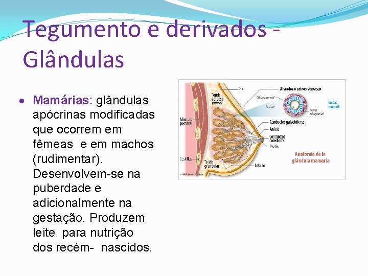 Tegumento e derivados Glândulas Mamárias: glândulas apócrinas modificadas que ocorrem em fêmeas e em