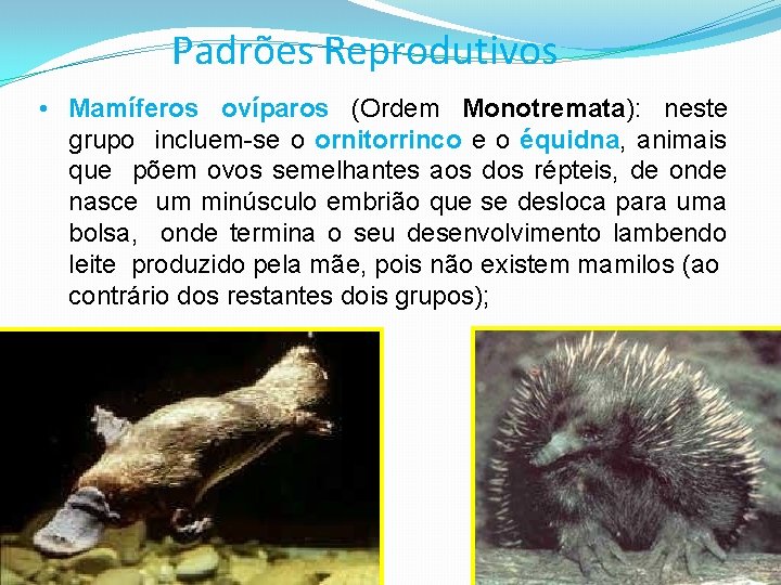 Padrões Reprodutivos • Mamíferos ovíparos (Ordem Monotremata): neste grupo incluem-se o ornitorrinco e o