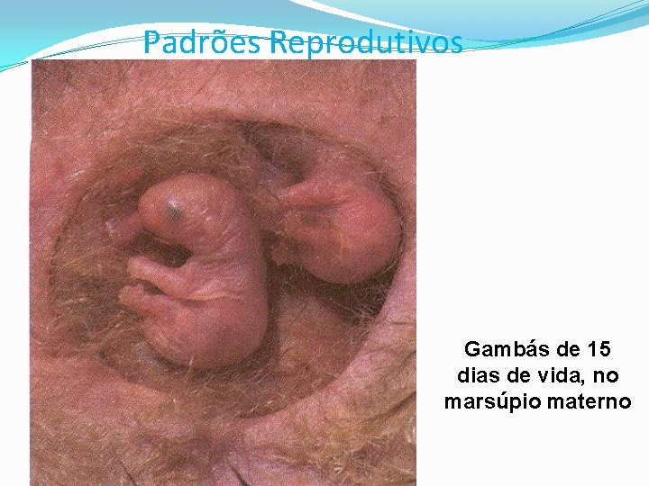 Padrões Reprodutivos Gambás de 15 dias de vida, no marsúpio materno 