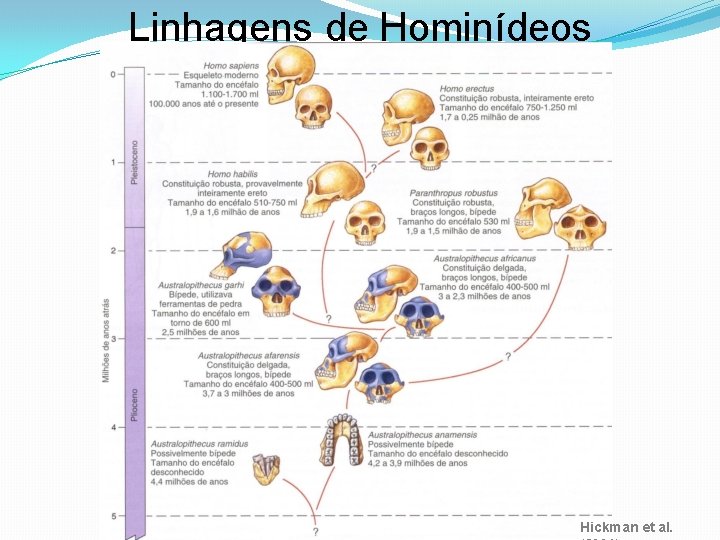 Linhagens de Hominídeos Hickman et al. 