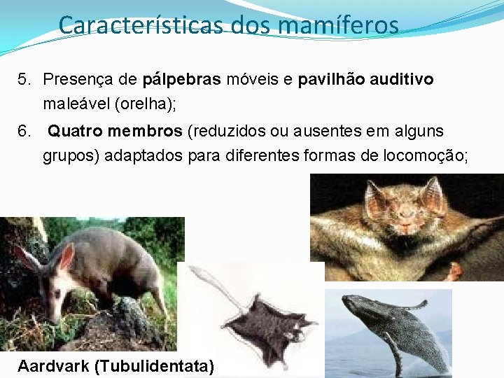 Características dos mamíferos 5. Presença de pálpebras móveis e pavilhão auditivo maleável (orelha); 6.