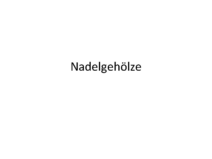 Nadelgehölze 