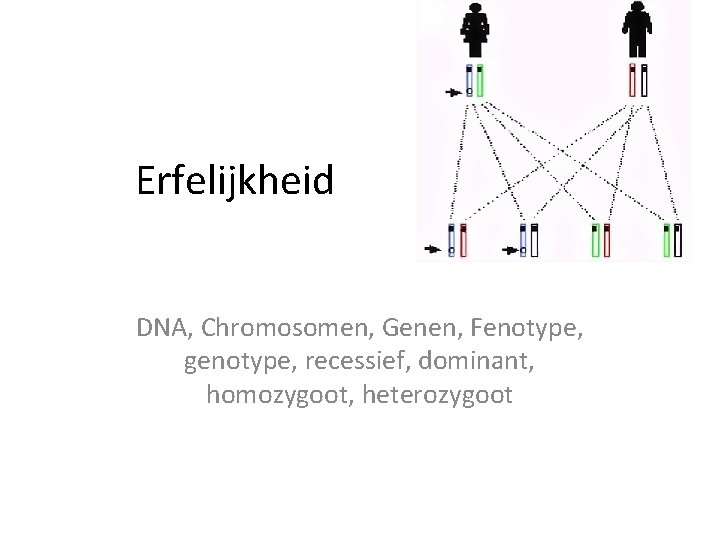 Erfelijkheid DNA, Chromosomen, Genen, Fenotype, genotype, recessief, dominant, homozygoot, heterozygoot 