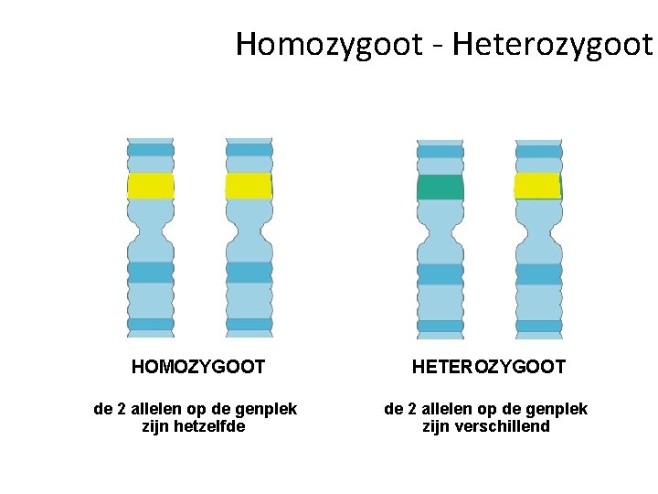 Homozygoot - Heterozygoot HOMOZYGOOT HETEROZYGOOT de 2 allelen op de genplek zijn hetzelfde de