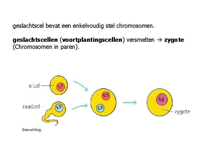 geslachtscel bevat een enkelvoudig stel chromosomen. geslachtscellen (voortplantingscellen) versmelten zygote (Chromosomen in paren). Bevruchting
