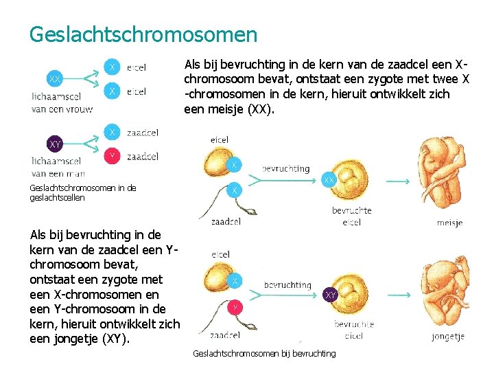 Geslachtschromosomen Als bij bevruchting in de kern van de zaadcel een Xchromosoom bevat, ontstaat