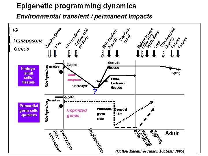 Epigenetic programming dynamics Embryoadult cells, tissues Gametes Primordial germ cells -gametes M et h