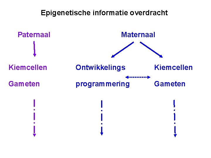 Epigenetische informatie overdracht Paternaal Maternaal Kiemcellen Ontwikkelings Kiemcellen Gameten programmering Gameten 
