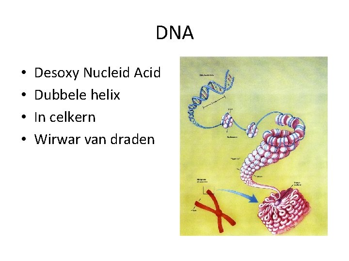 DNA • • Desoxy Nucleid Acid Dubbele helix In celkern Wirwar van draden 