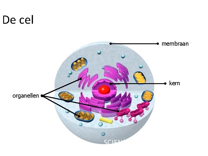 De cel membraan kern organellen 