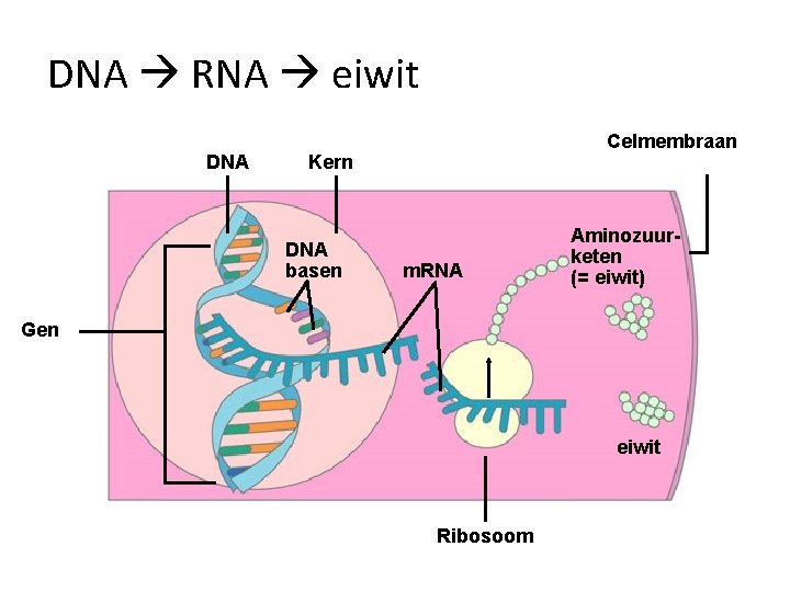 DNA RNA eiwit DNA Celmembraan Kern DNA basen m. RNA Aminozuurketen (= eiwit) Gen