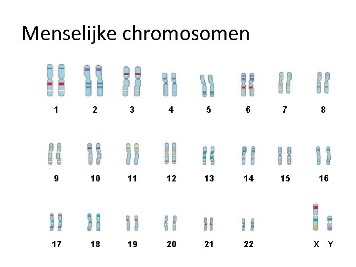 Menselijke chromosomen 1 2 3 4 5 6 7 8 9 10 11 12