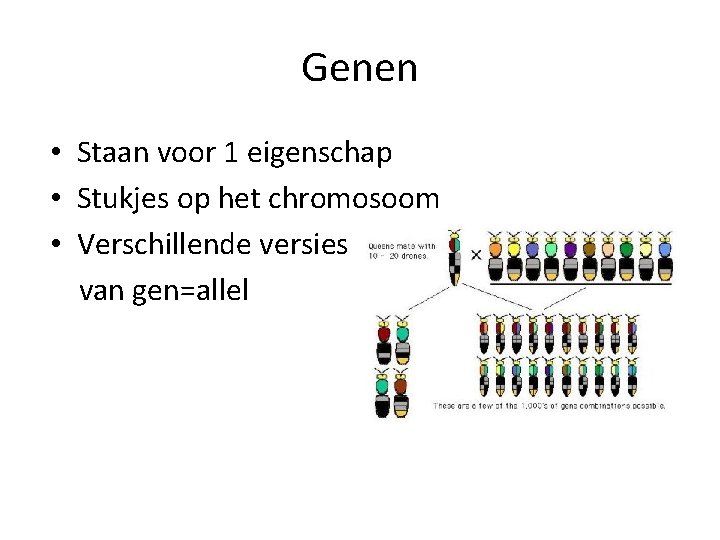 Genen • Staan voor 1 eigenschap • Stukjes op het chromosoom • Verschillende versies