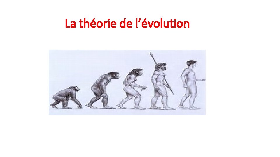 La théorie de l’évolution 