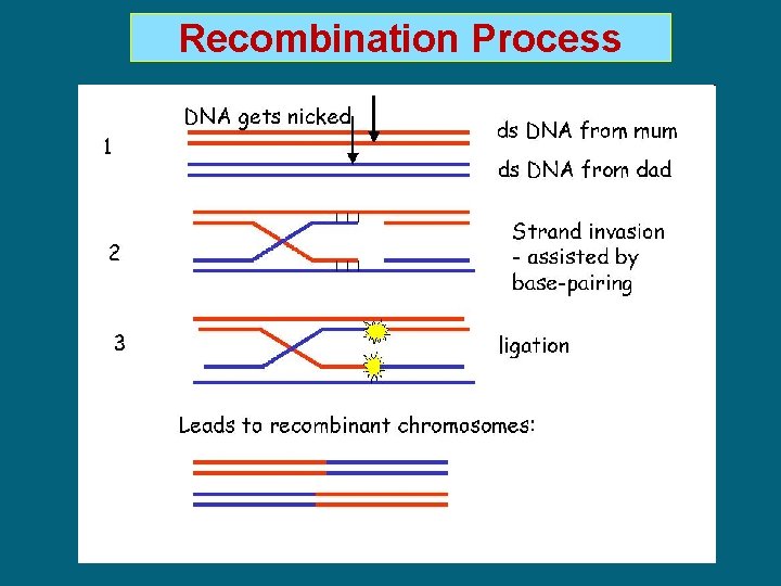 Recombination Process 