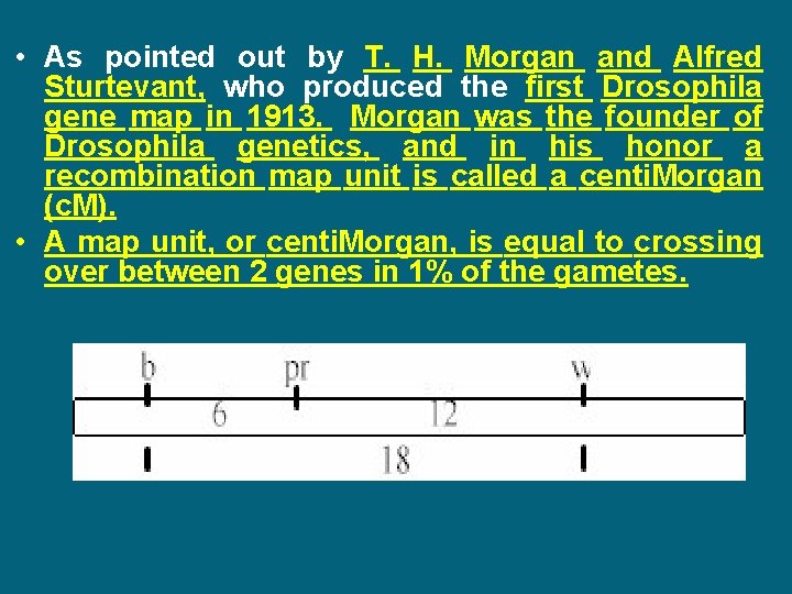  • As pointed out by T. H. Morgan and Alfred Sturtevant, who produced