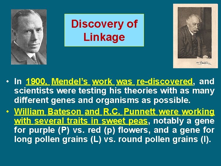 Discovery of Linkage • In 1900, Mendel’s work was re-discovered, and scientists were testing