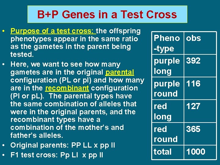 B+P Genes in a Test Cross • Purpose of a test cross: the offspring