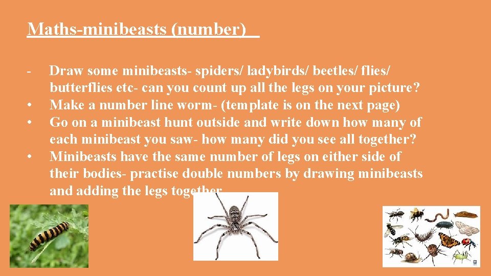 Maths-minibeasts (number) • • • Draw some minibeasts- spiders/ ladybirds/ beetles/ flies/ butterflies etc-