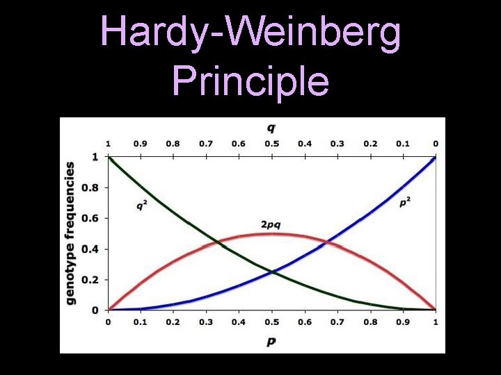 Hardy-Weinberg Principle 