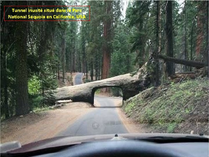 Tunnel inusité situé dans le Parc National Séquoia en Californie, USA 