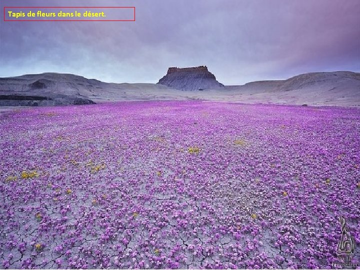 Tapis de fleurs dans le désert. 