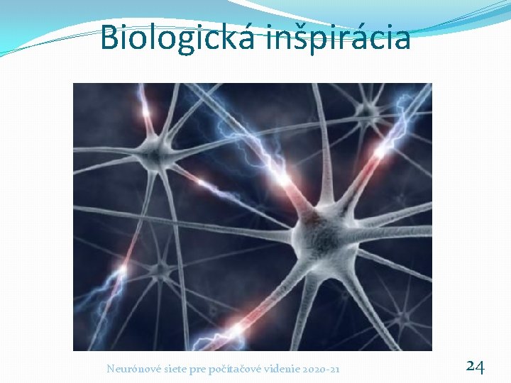 Biologická inšpirácia Neurónové siete pre počítačové videnie 2020 -21 24 