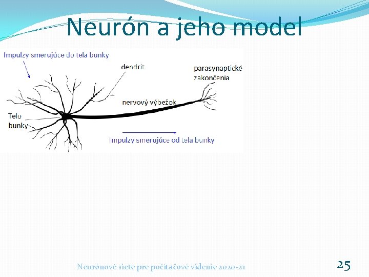 Neurón a jeho model Neurónové siete pre počítačové videnie 2020 -21 25 