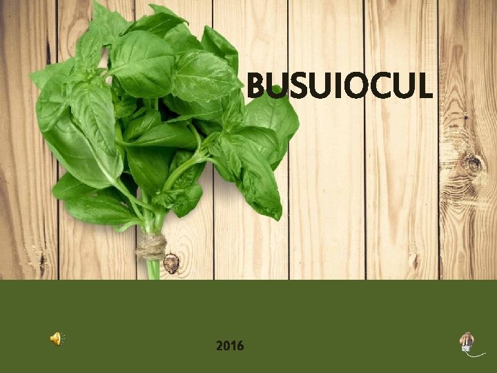 BUSUIOCUL 2016 