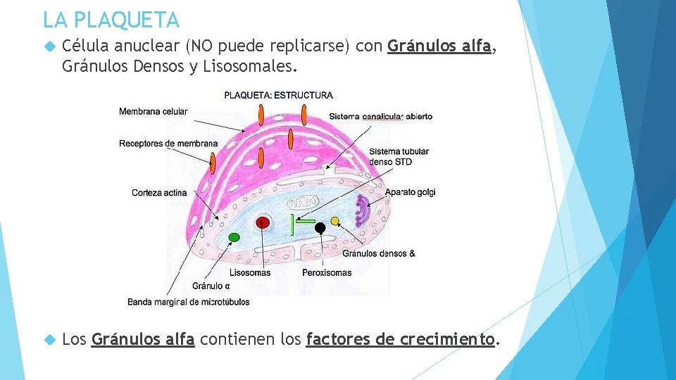 LA PLAQUETA Célula anuclear (NO puede replicarse) con Gránulos alfa, Gránulos Densos y Lisosomales.