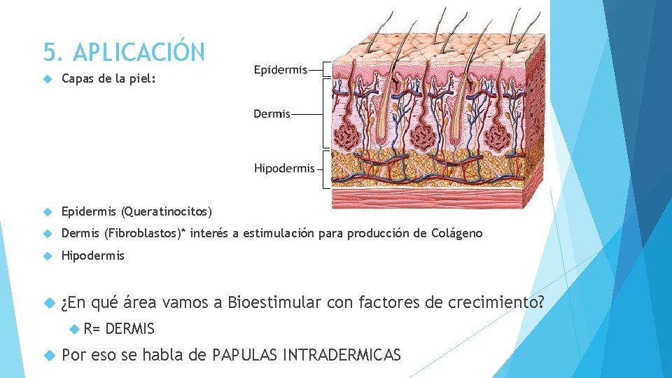 5. APLICACIÓN Capas de la piel: Epidermis (Queratinocitos) Dermis (Fibroblastos)* interés a estimulación para