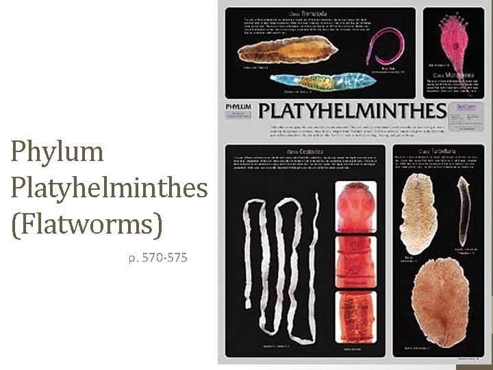 Phylum Platyhelminthes (Flatworms) p. 570 -575 