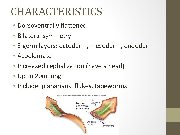 CHARACTERISTICS • Dorsoventrally flattened • Bilateral symmetry • 3 germ layers: ectoderm, mesoderm, endoderm