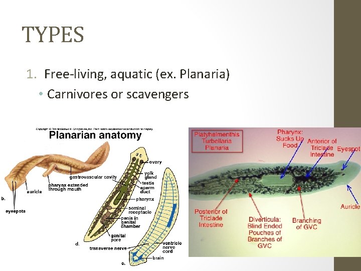 TYPES 1. Free-living, aquatic (ex. Planaria) • Carnivores or scavengers 