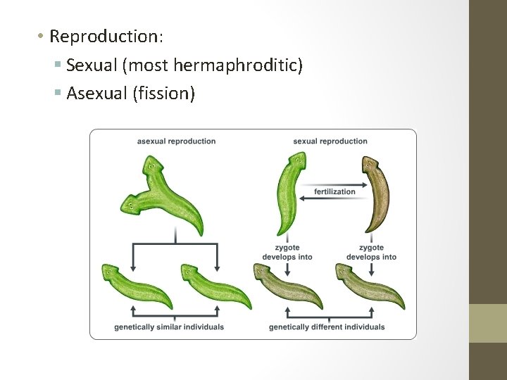  • Reproduction: § Sexual (most hermaphroditic) § Asexual (fission) 