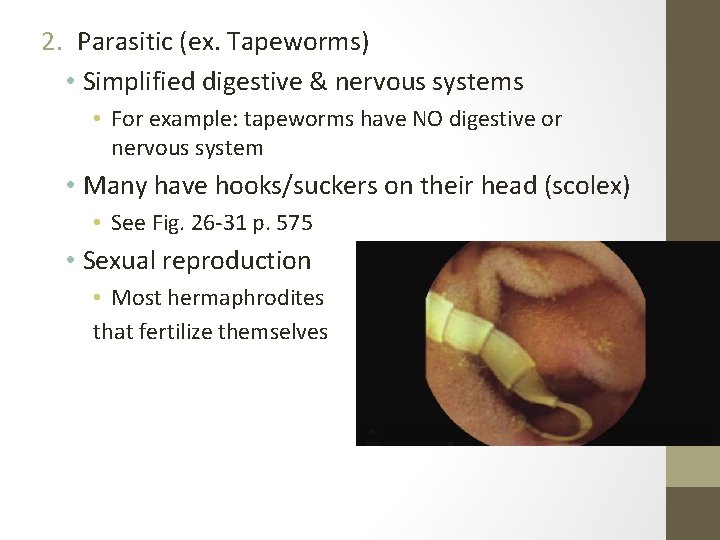 2. Parasitic (ex. Tapeworms) • Simplified digestive & nervous systems • For example: tapeworms