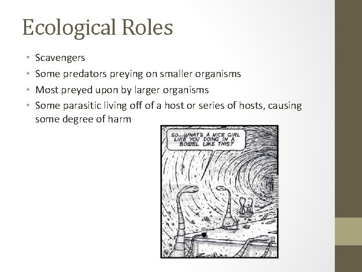 Ecological Roles • • Scavengers Some predators preying on smaller organisms Most preyed upon