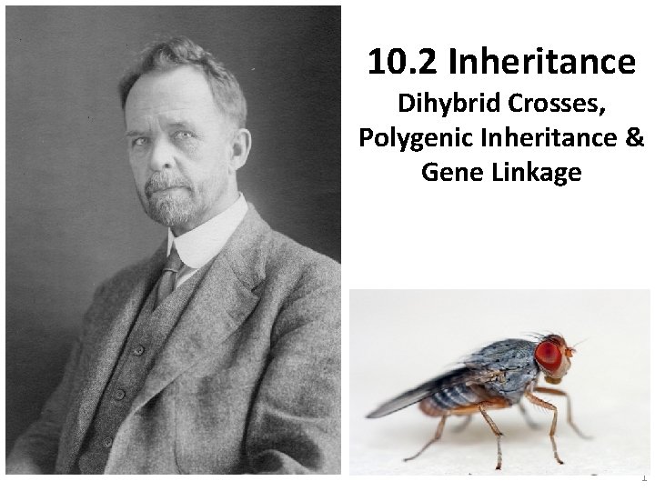 10. 2 Inheritance Dihybrid Crosses, Polygenic Inheritance & Gene Linkage 1 