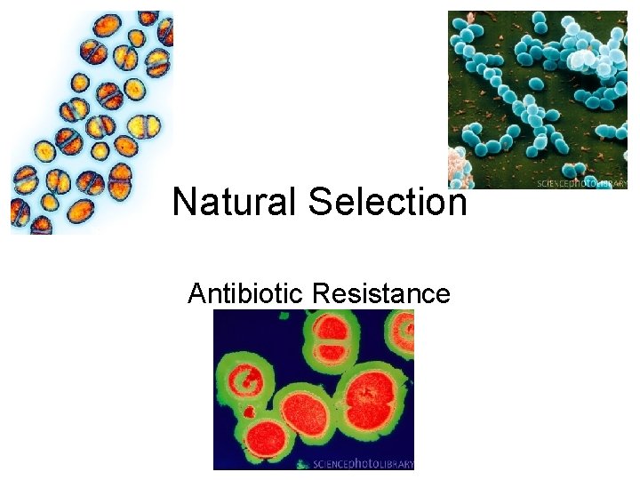 Natural Selection Antibiotic Resistance 