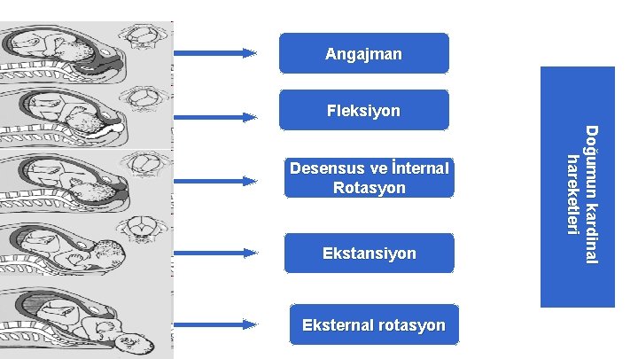 Angajman Fleksiyon Ekstansiyon Eksternal rotasyon Doğumun kardinal hareketleri Desensus ve İnternal Rotasyon Angajman Fleksiyon Ekstansiyon Eksternal rotasyon Doğumun kardinal hareketleri Desensus ve İnternal Rotasyon