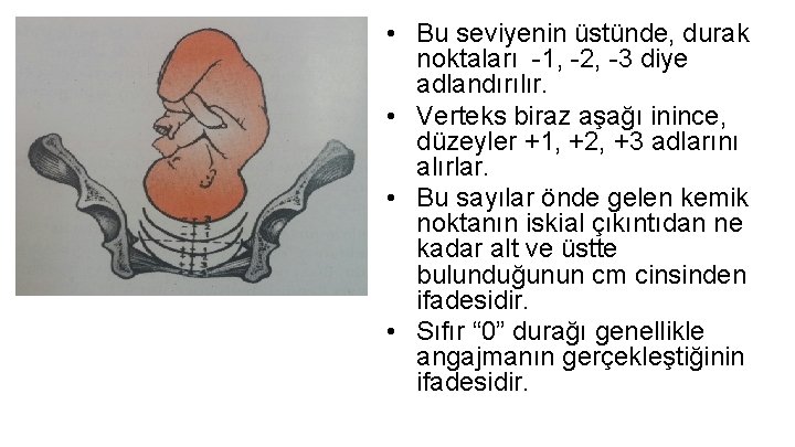 • Bu seviyenin üstünde, durak noktaları -1, -2, -3 diye adlandırılır. • Verteks • Bu seviyenin üstünde, durak noktaları -1, -2, -3 diye adlandırılır. • Verteks