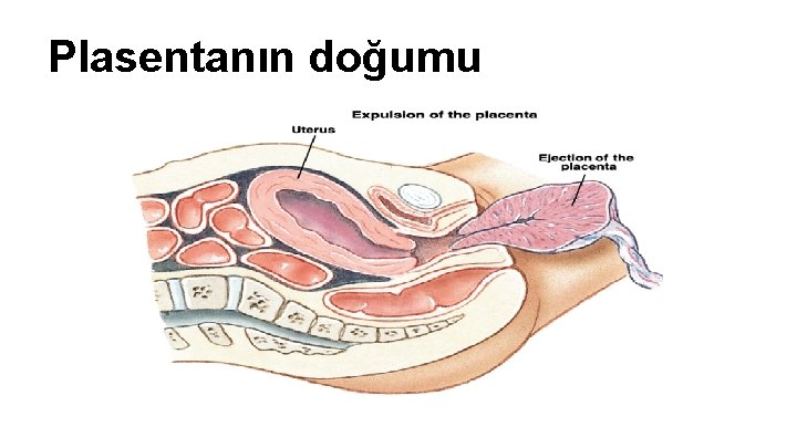 Plasentanın doğumu Plasentanın doğumu