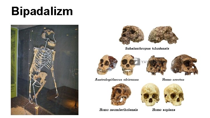 Bipadalizm Bipadalizm