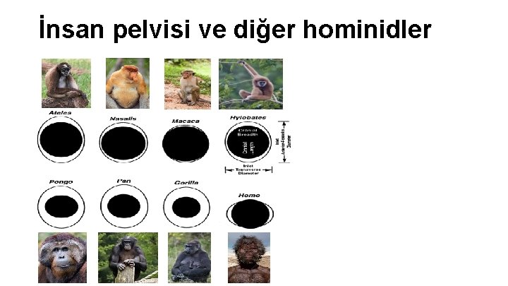 İnsan pelvisi ve diğer hominidler İnsan pelvisi ve diğer hominidler