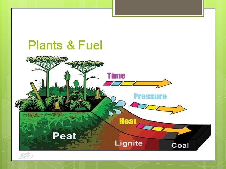 Plants & Fuel Wood burned for fuel Old plants provide fuel Died Buried Compressed