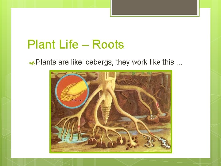 Plant Life – Roots Plants are like icebergs, they work like this … 