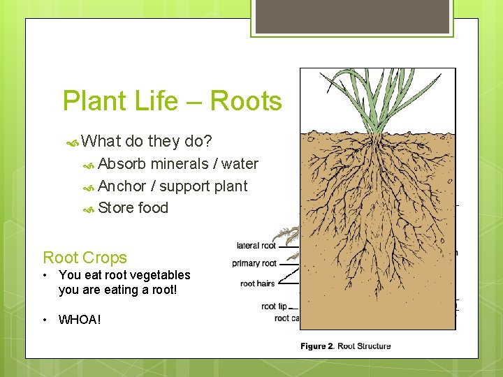 Plant Life – Roots What do they do? Absorb minerals / water Anchor /